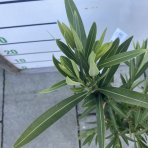  Oleander obyčajný (Nerium oleander) ‘BIANCO’- výška  60-70 cm cm, kont. C3L 